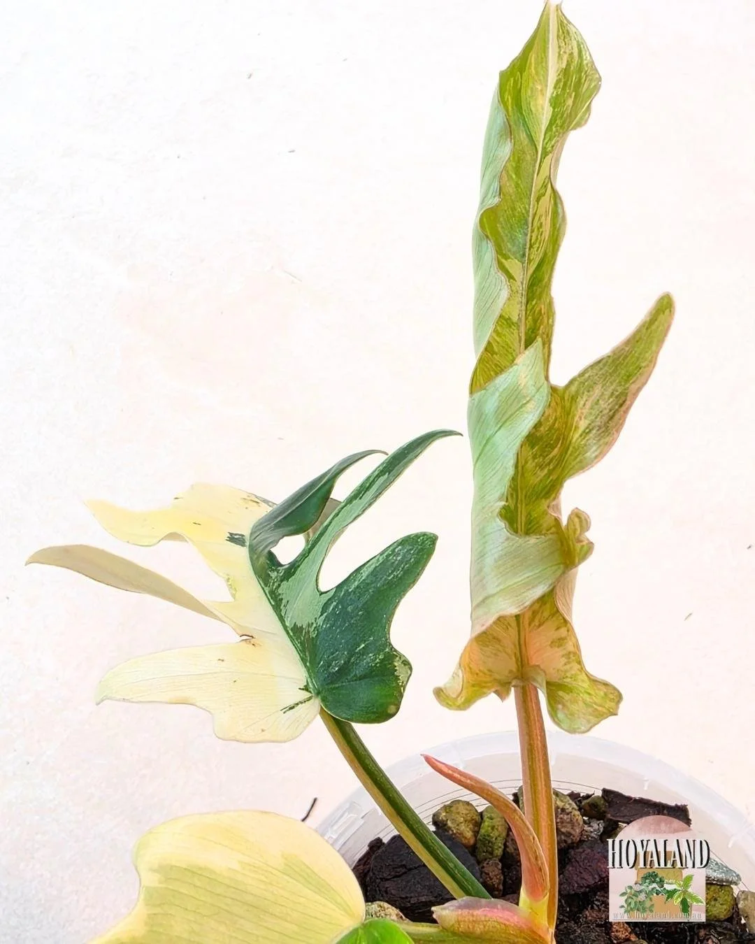 Philodendron FB x Tortum (8).jpg