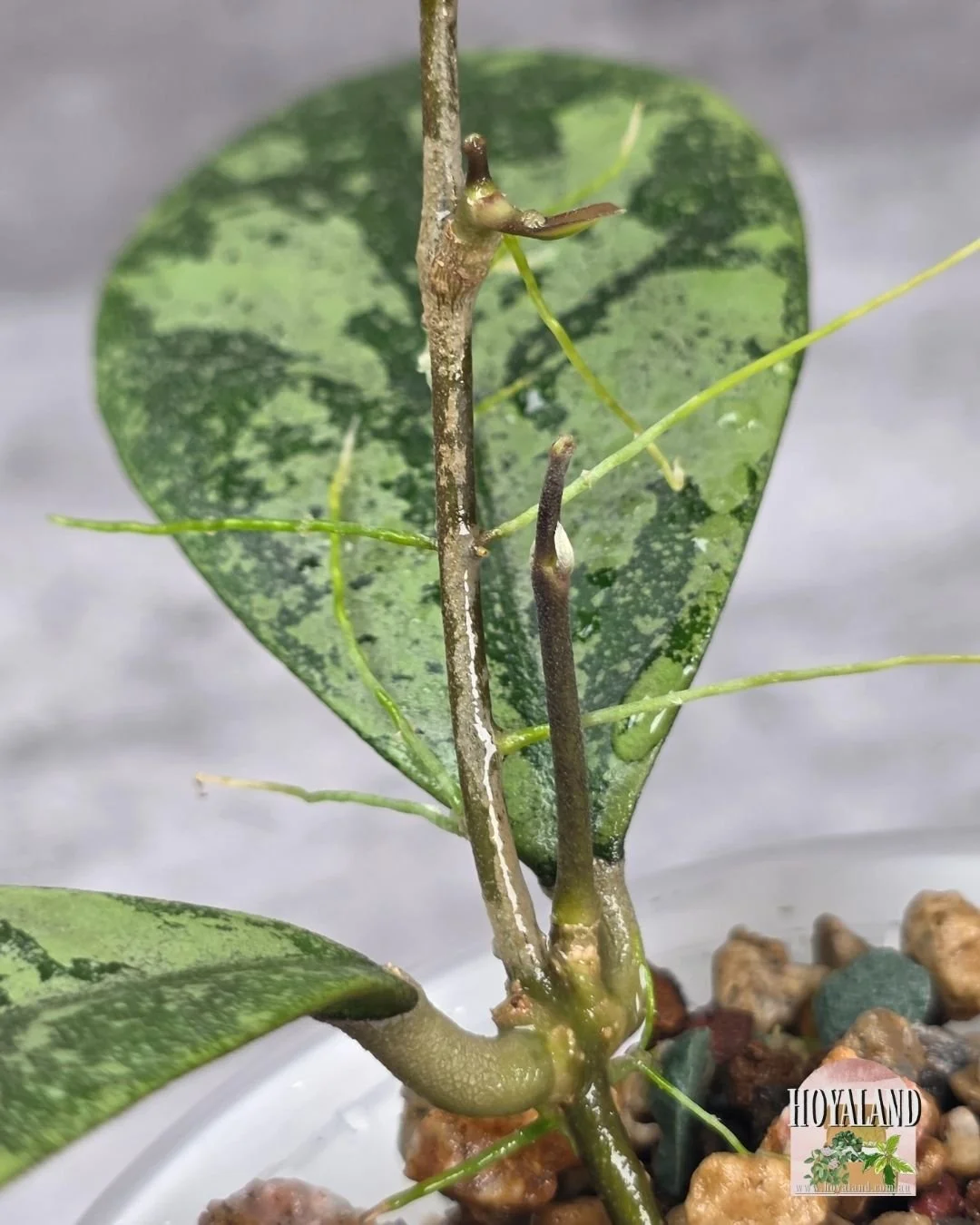 Hoya sp Kalbar Splash (2).jpg