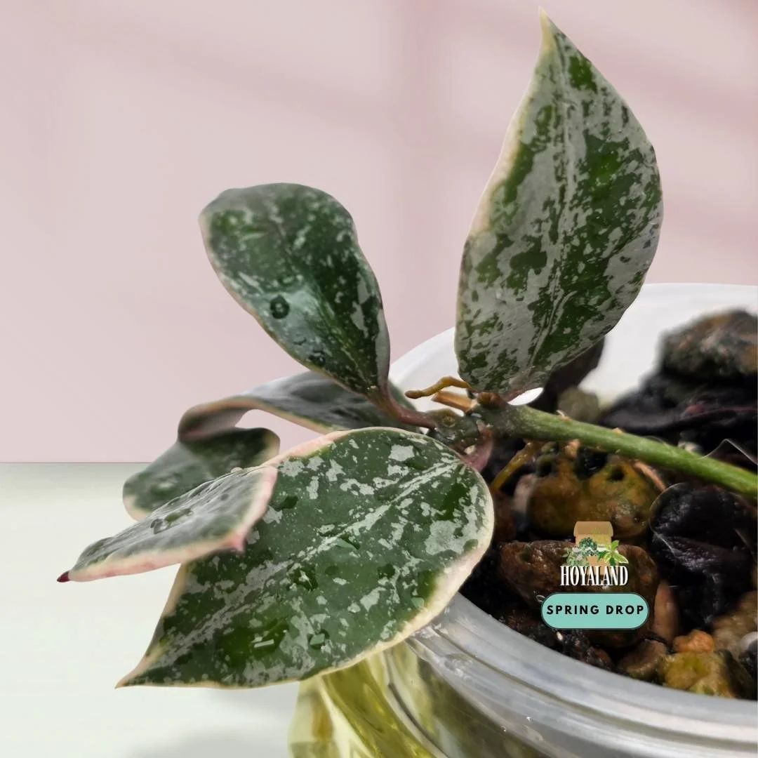 Established holy grail Hoya lacunosa Princess Lumina showing creamy albo outer margins with silver splash in the centre