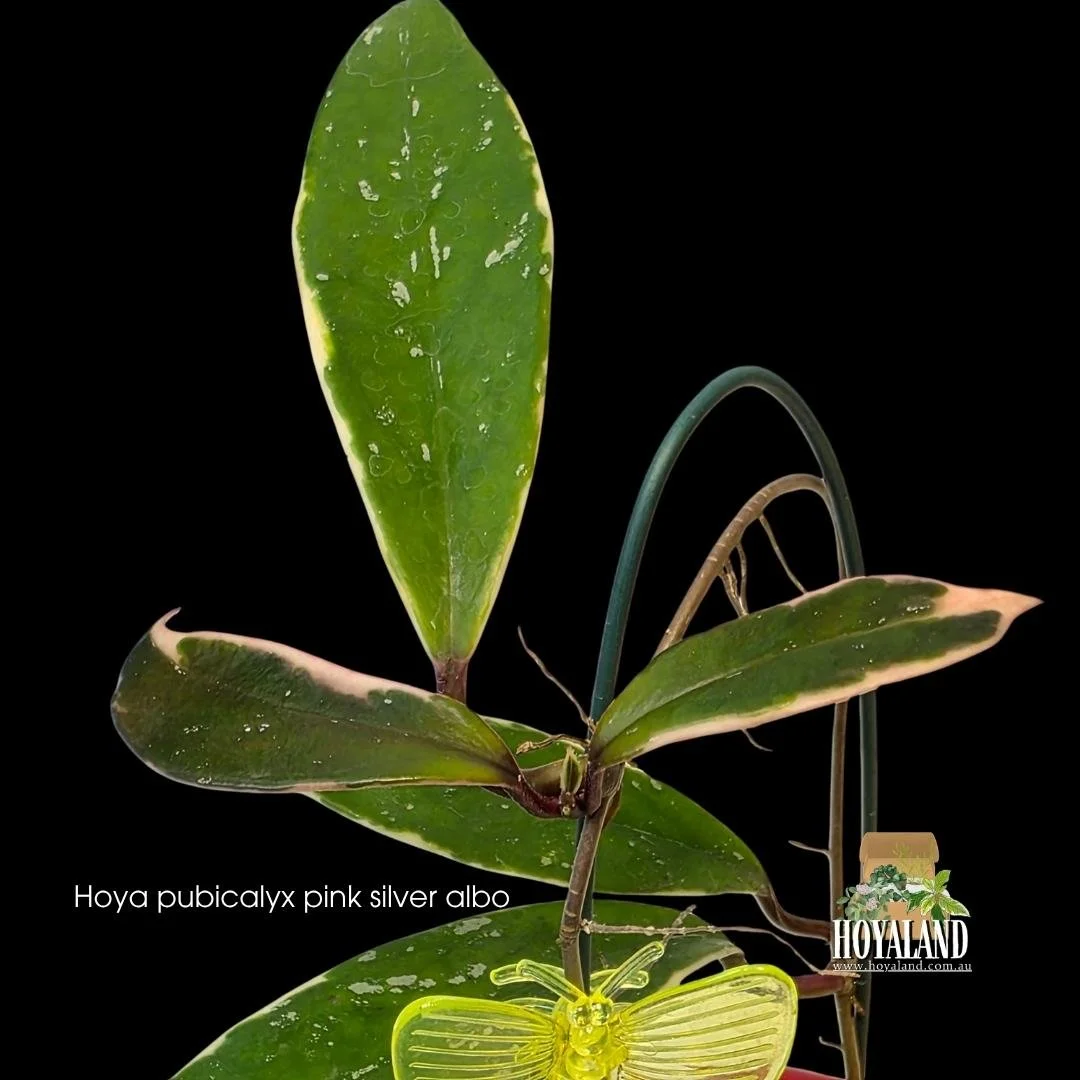 Hoya pubicalyx Pink Silver Albo variegated plant showing long lance-shaped green leaves with cream borders and light pink flushed silver splash.