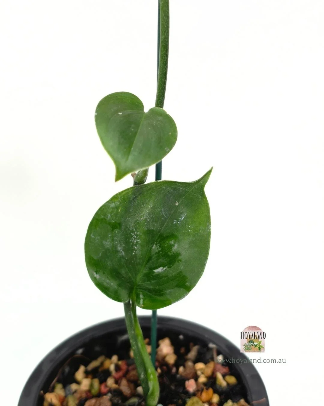 Scindapsus white monster 1 (4).jpg