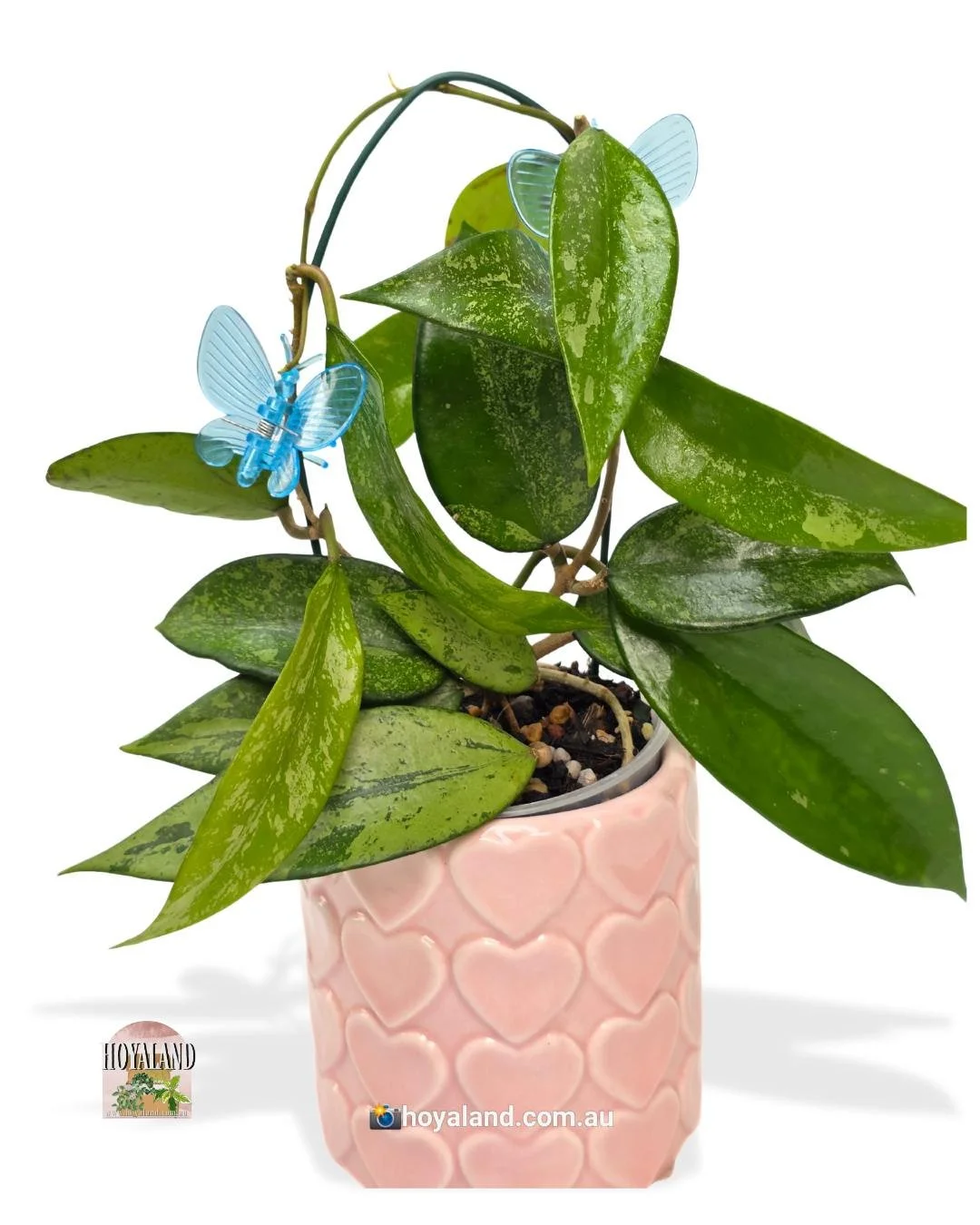 Hoya snow cui silver.jpg