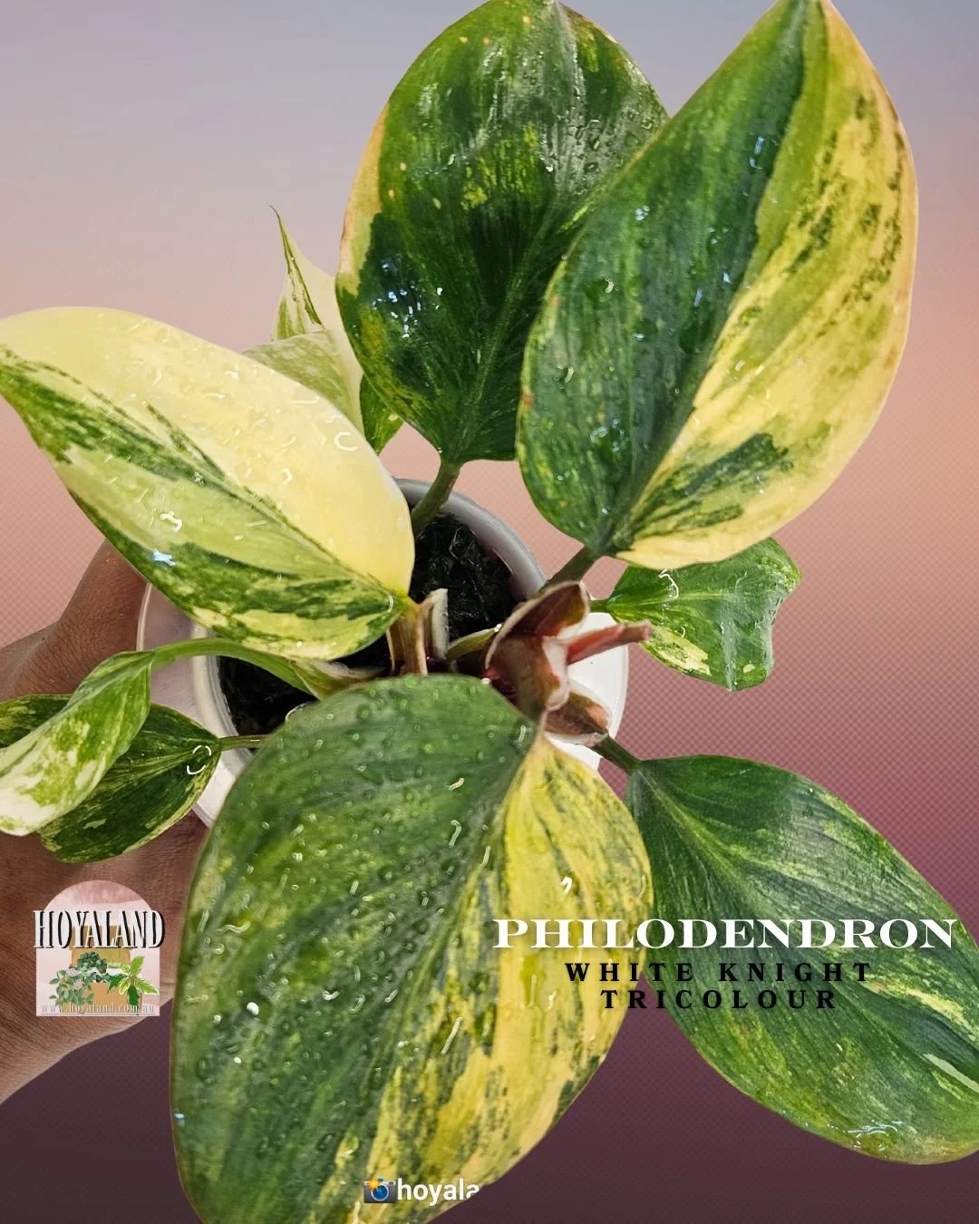 🌞 Philodendron White Knight Tricolour Variegata Rare ⛈️