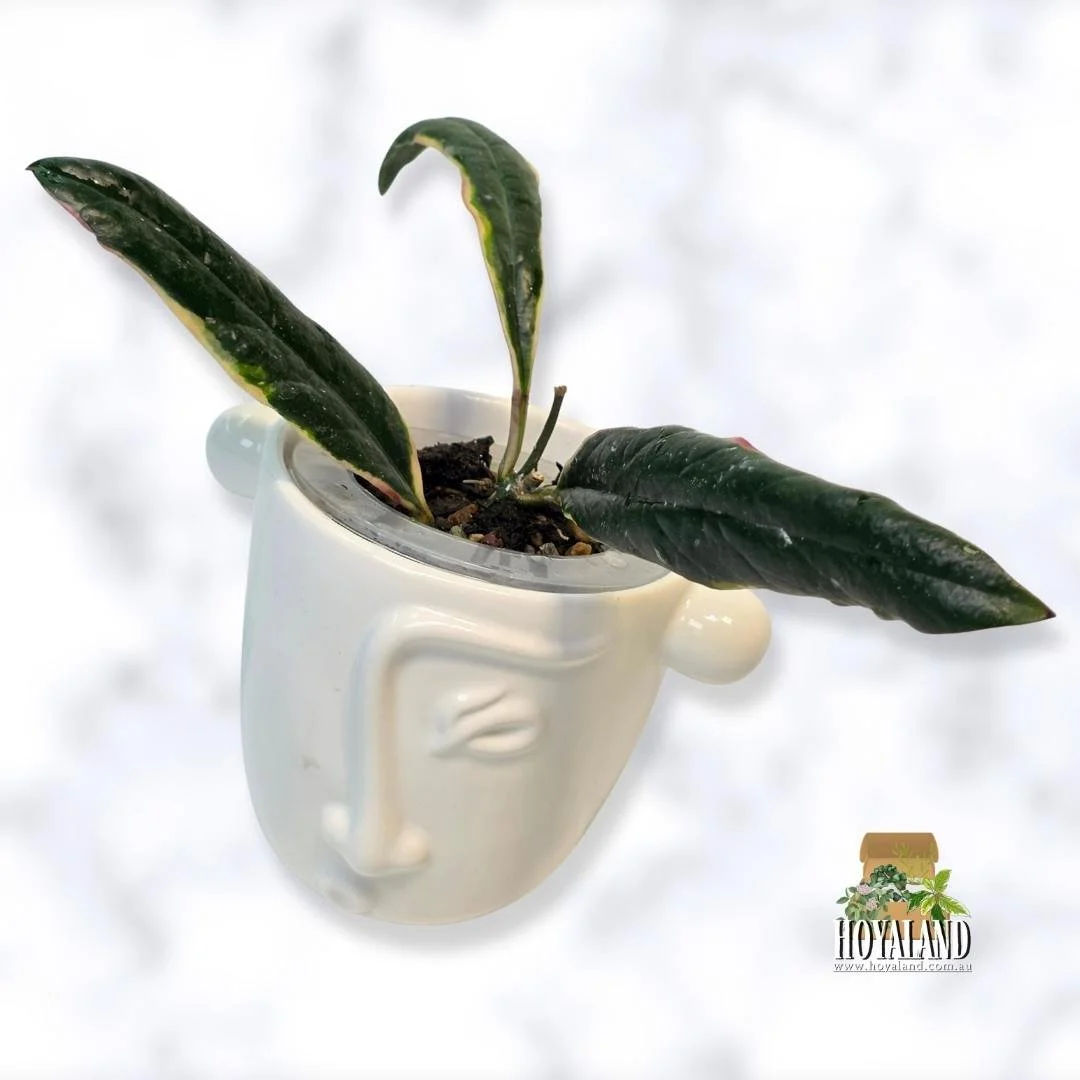 Rare Hoya sulawesiana Albo | Variegated Live Plant | Hoyaland