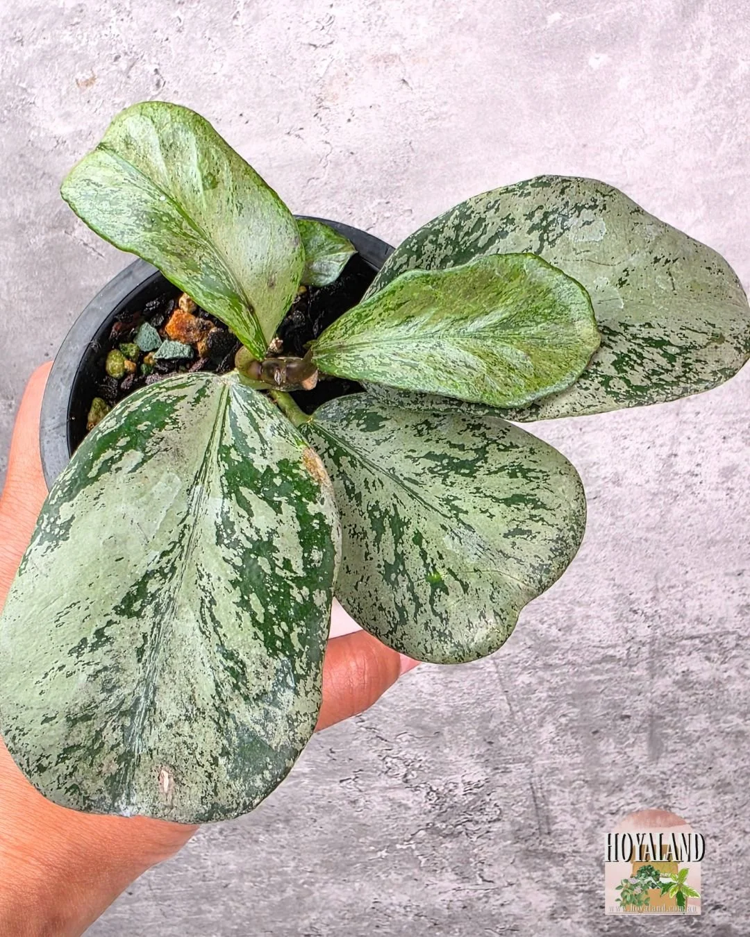 Hoya chiang dao silver.jpg