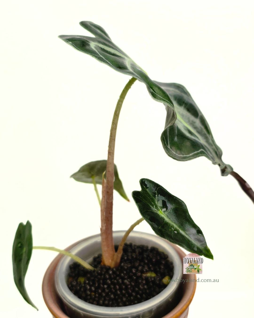 Alocasia venom (4).jpg