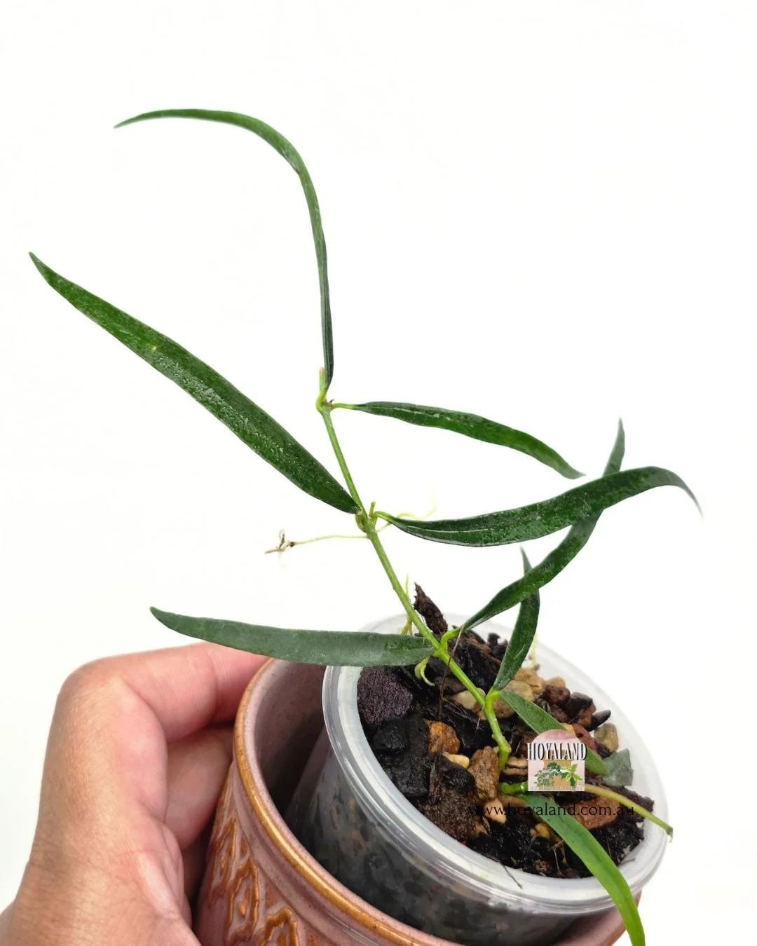 Hoya yves rocherii (3).jpg