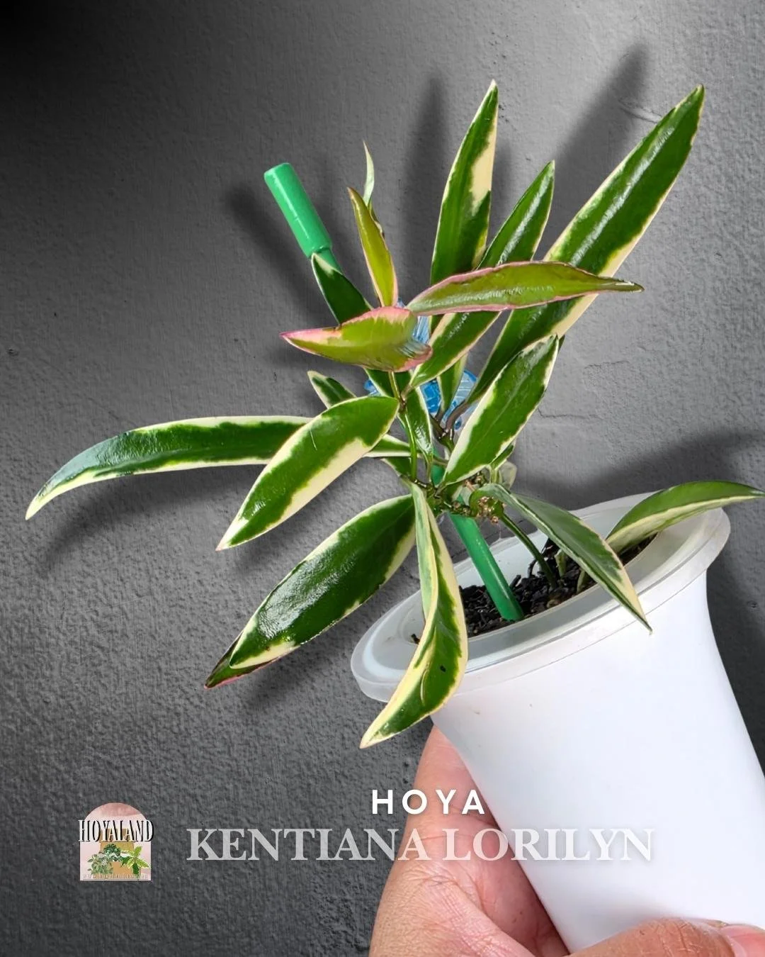 Hoya Lori Lyn (5).jpg