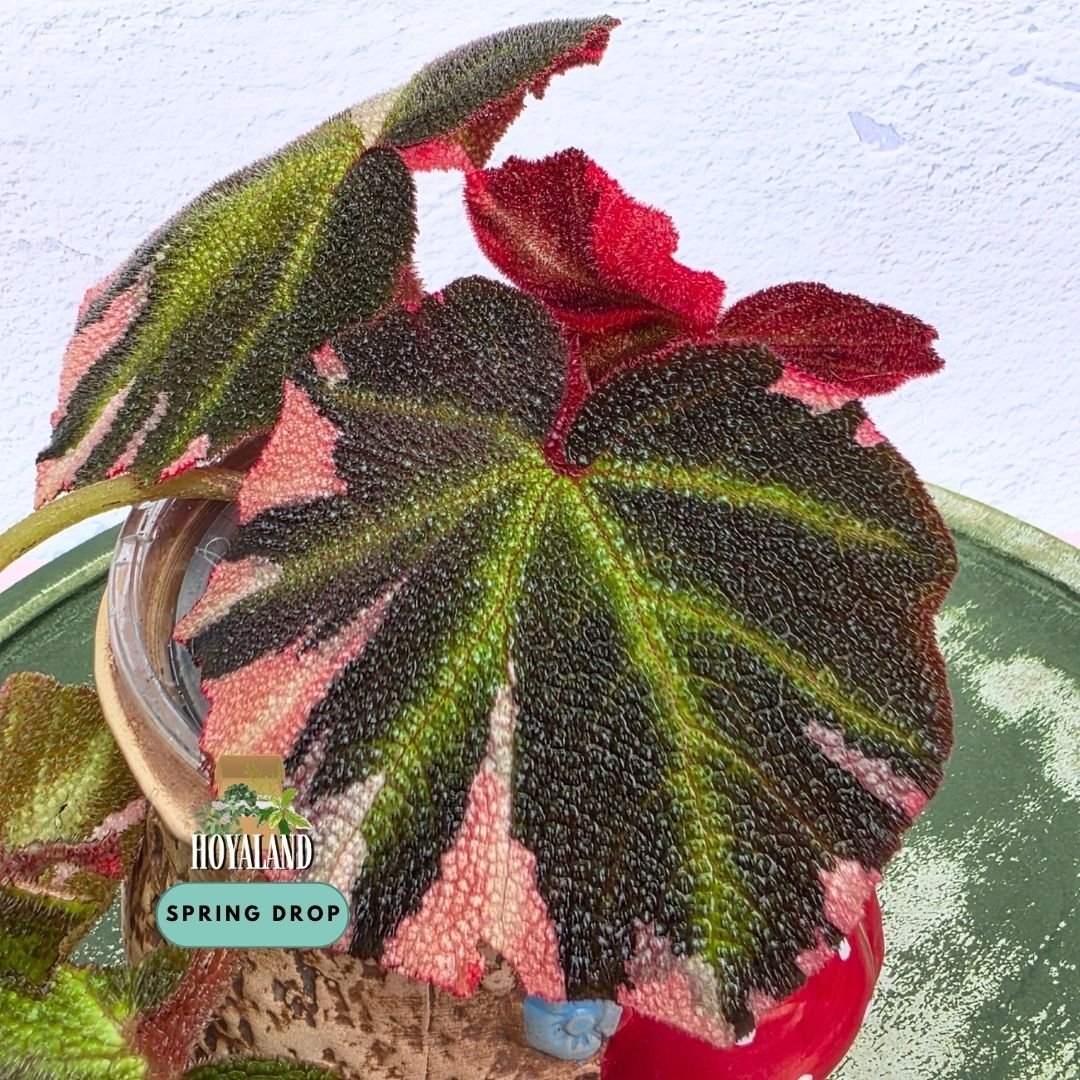 Established Begonia soli-mutata Variegata showing deeply pebbled bullate leaves with candy-pink and white sectoral variegation, fuzzy red petioles, and active crown growth points