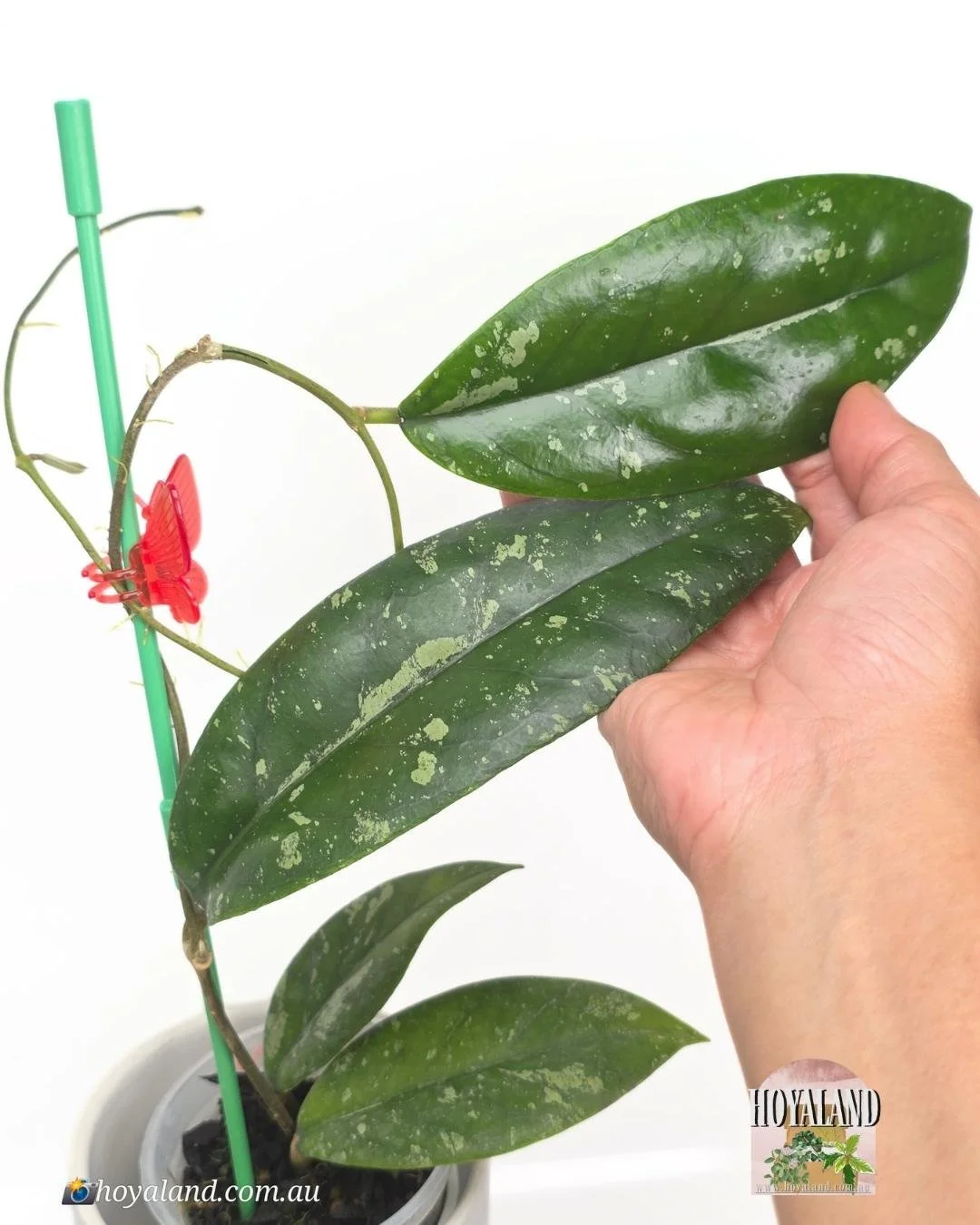 🌞 Hoya sp Tabalong Splash  | Rare Hoya | Hoyaland New Release 🎇