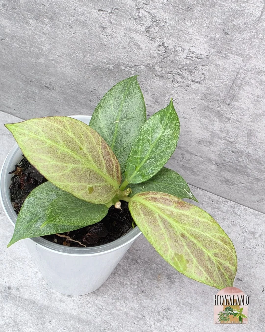 Hoya obscura silver (2).jpg
