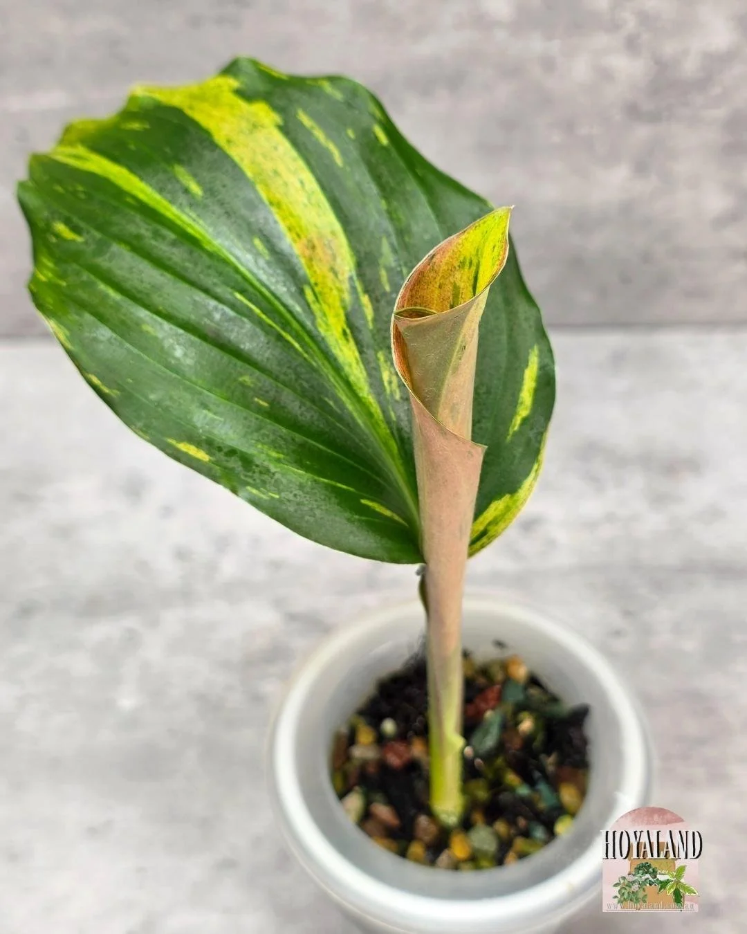 🌞 Variegated Kaempferia | Rare Peacock Ginger | Clumping & Colourful -Small 🎇