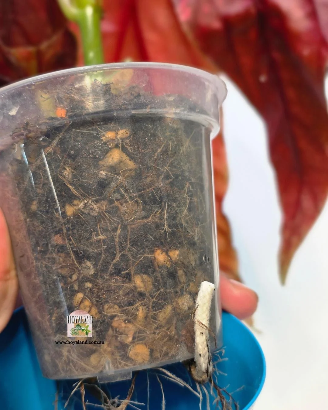 Begonia maculata var large (8).jpg
