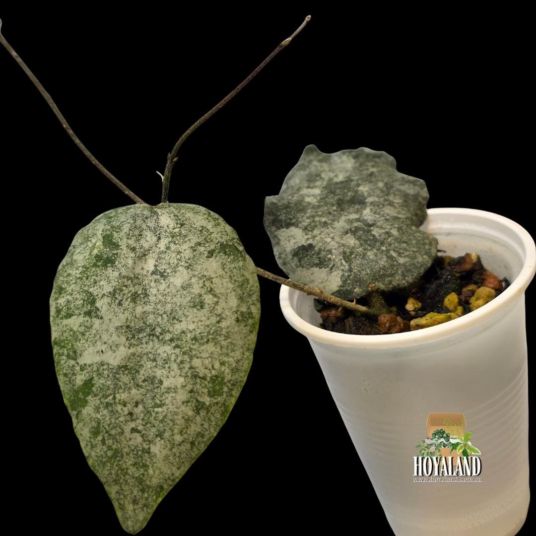 Hoya caudata silver (2).jpg
