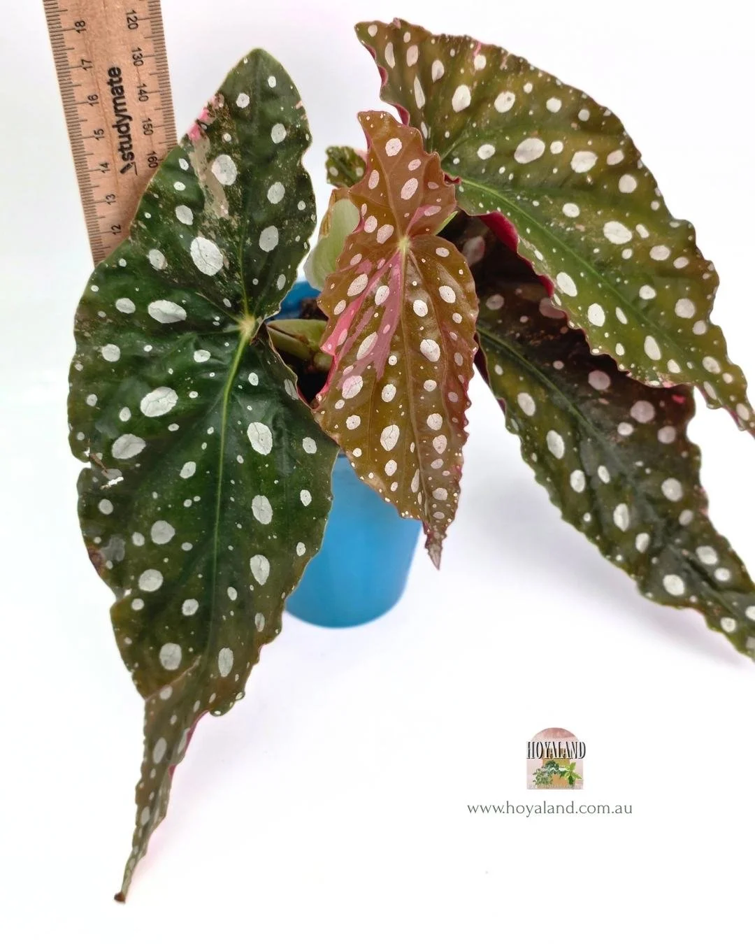 Begonia maculata wightii (5).jpg