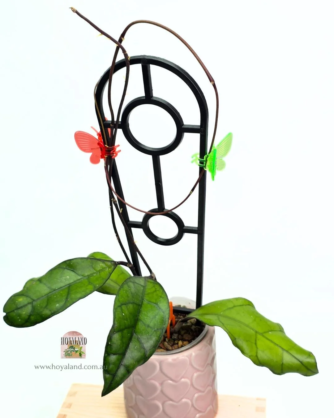 Hoya finlaysonii Tabalong (4).jpg