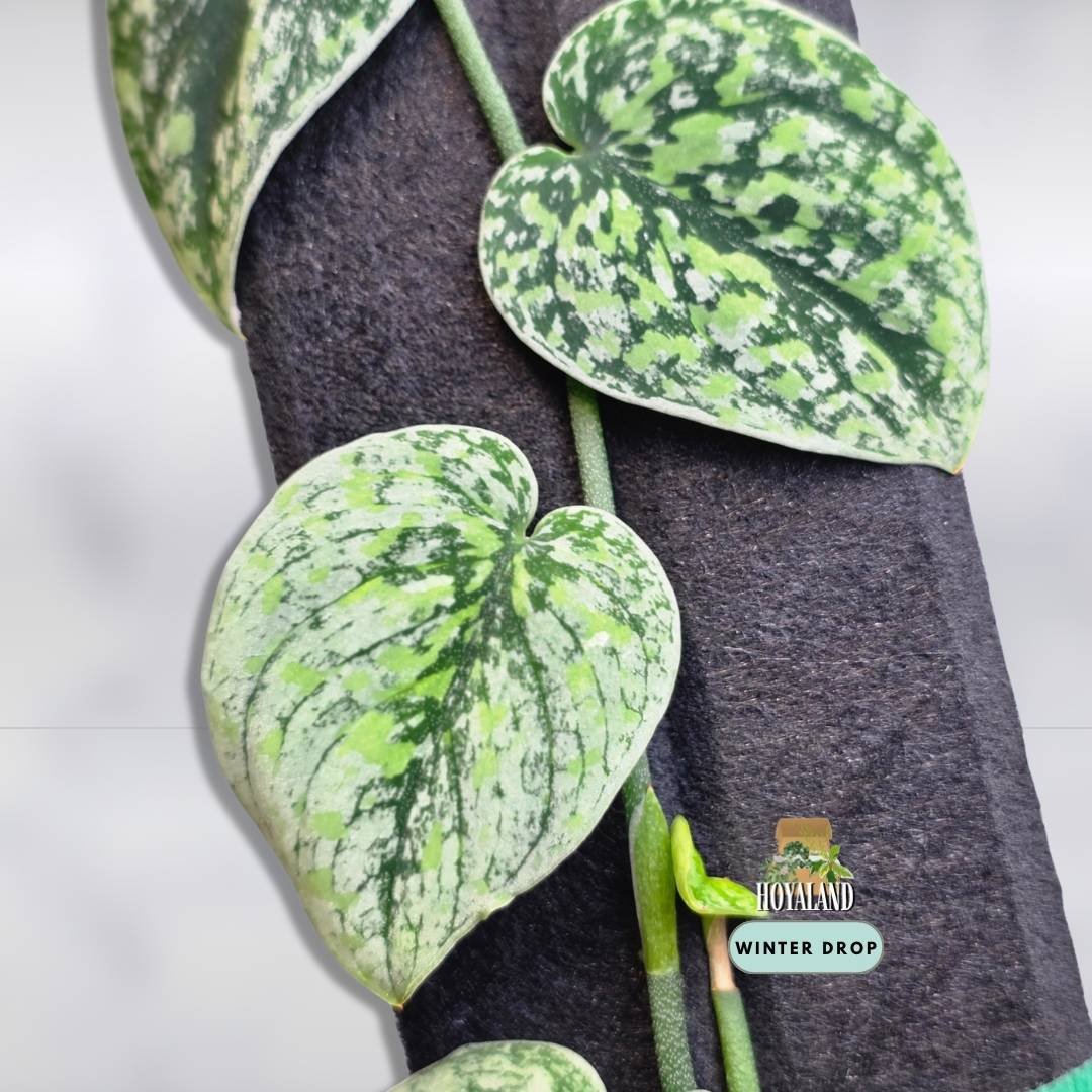 Established Scindapsus Tricolour Dark Form showing large shingling silver and deep slate leaves