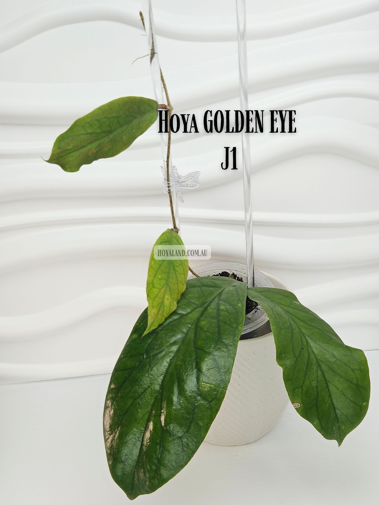 Hoya GOLDEN EYE J1 (5).jpg