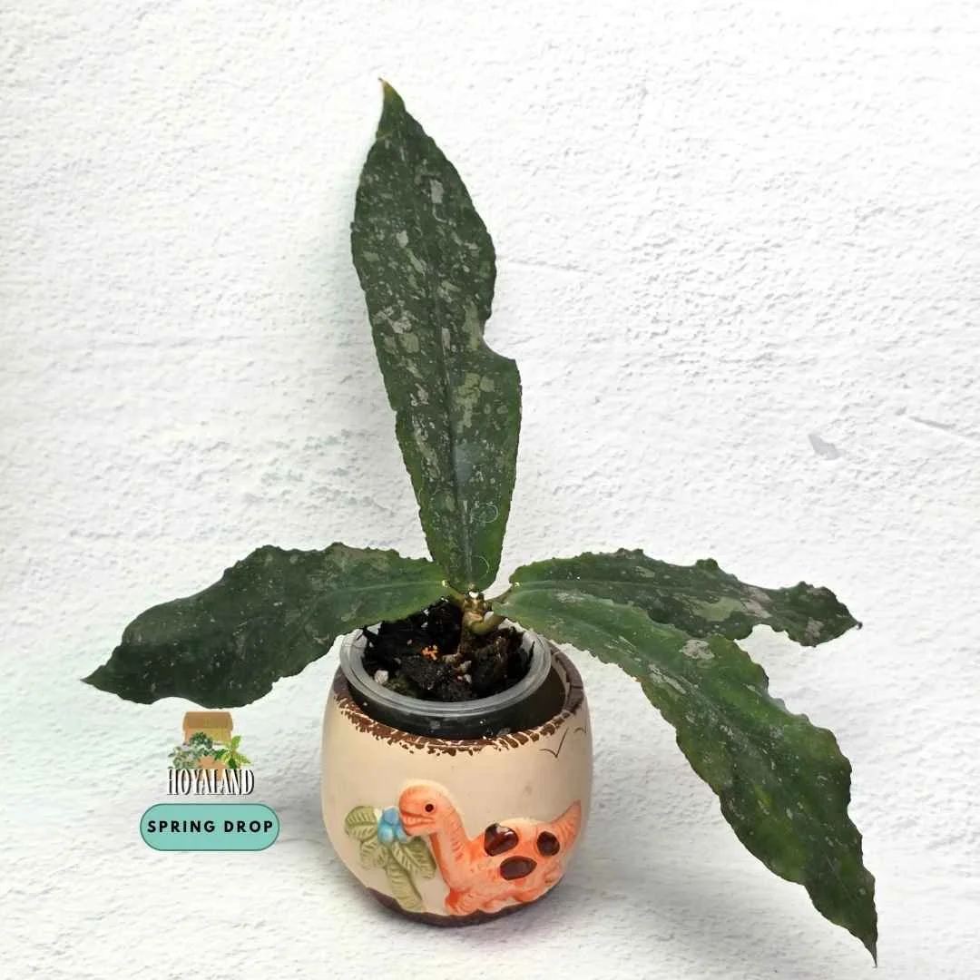 Hoya undulata.jpg