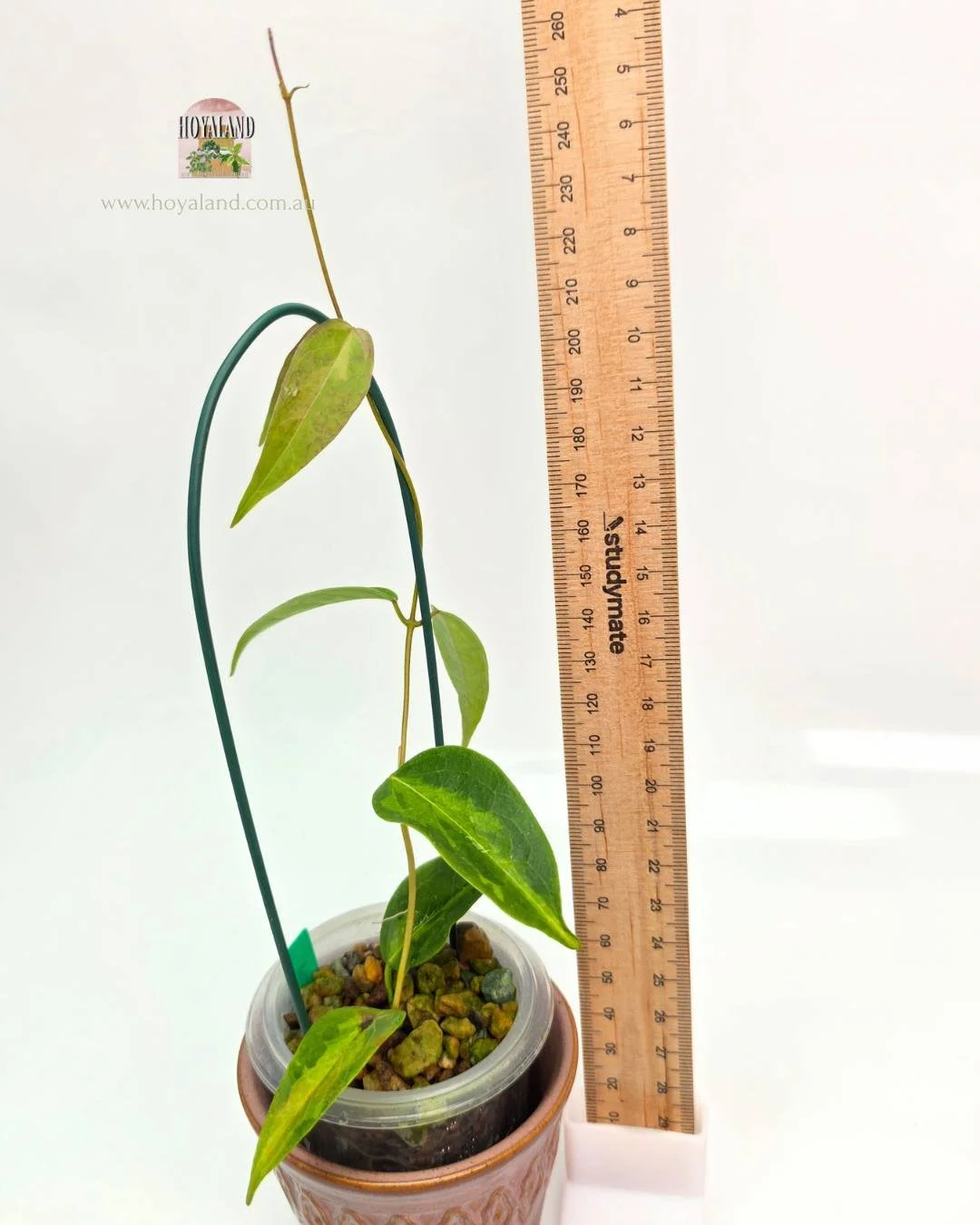 Hoya dennissii Frida (3).jpg