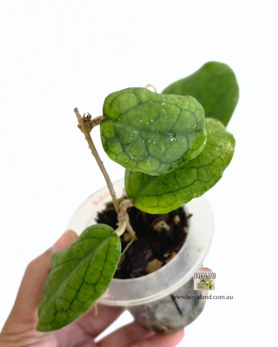 Hoya erythrina x.jpg