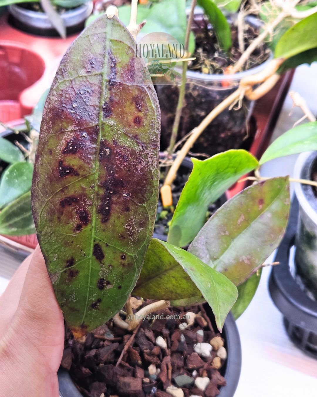 Hoya AFF LAMBII | Different Clone | Larger leaves 🌸🌸