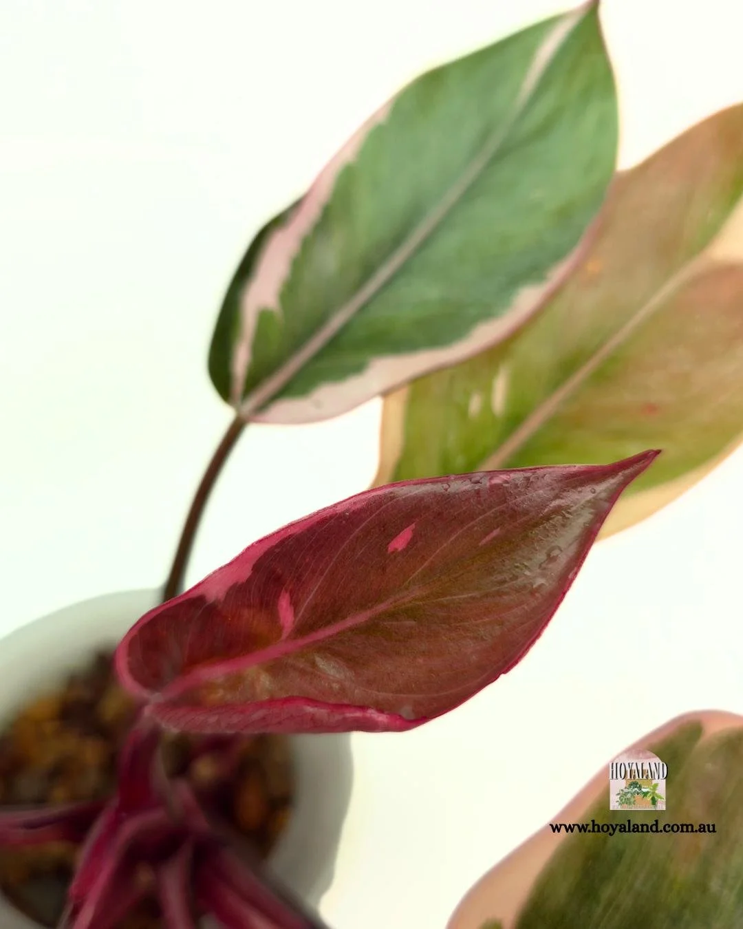 Philodendron Pink Princess Albo Mutation (7).jpg