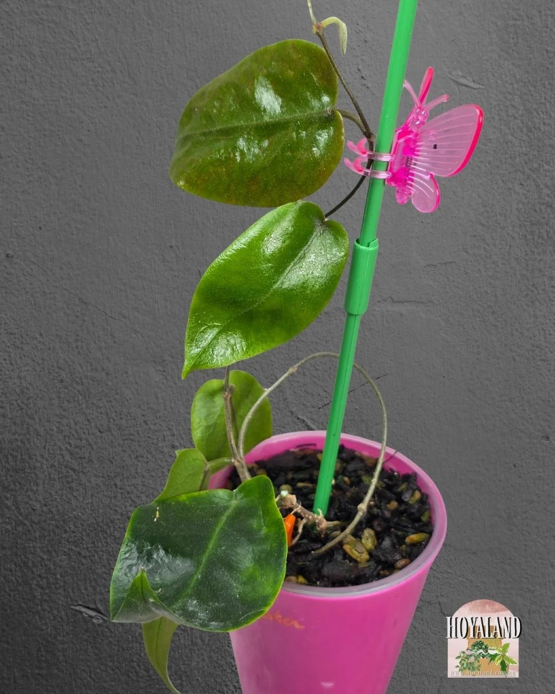 Hoya inflata (3).jpg