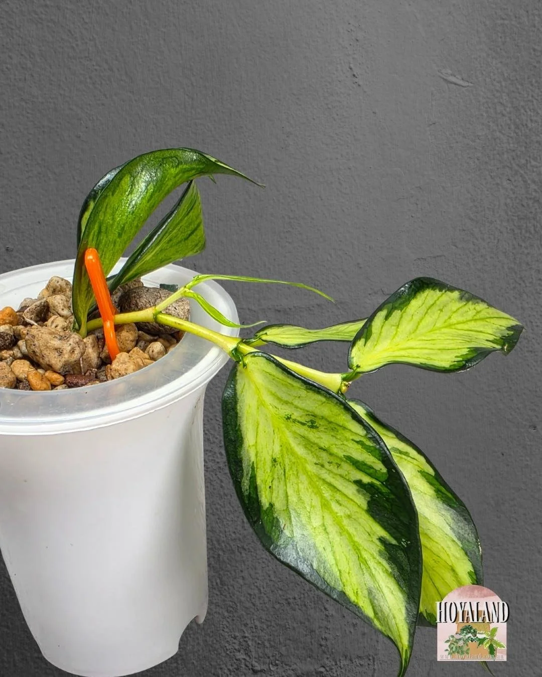 Hoya polyneura variegata (3).jpg