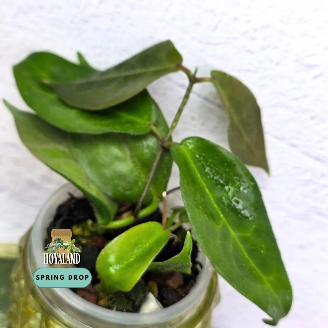 Hoya piestolepsis (2).jpg