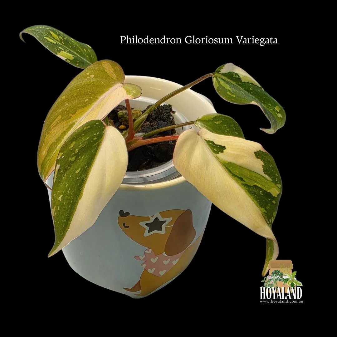 ⛄ Philodendron Gloriosum Variegated