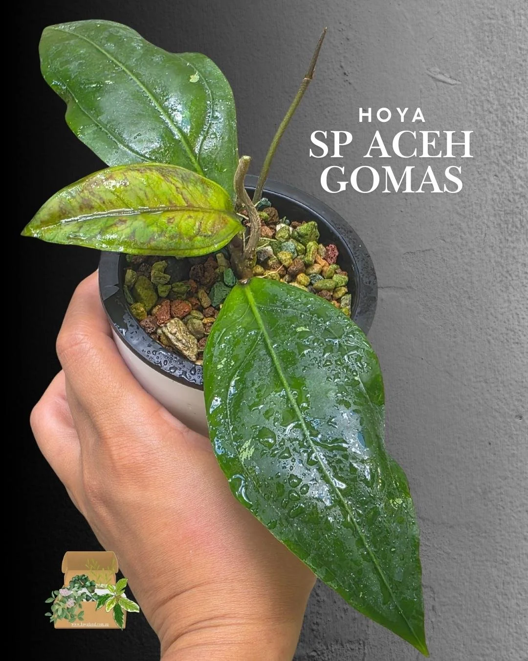 Hoya sp Aceh Gomas.jpg