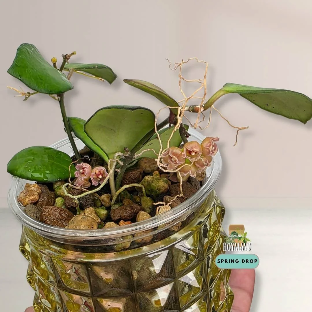 Rooted Hoya Noona Pink specimen showing clusters of tiny pink flowers with butterscotch caramel popcorn fragrance