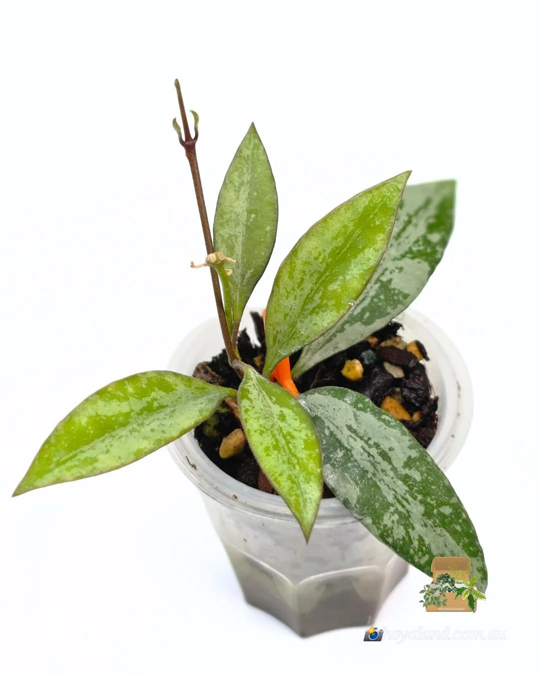 Hoya Rosita Silver 1 (5).jpg