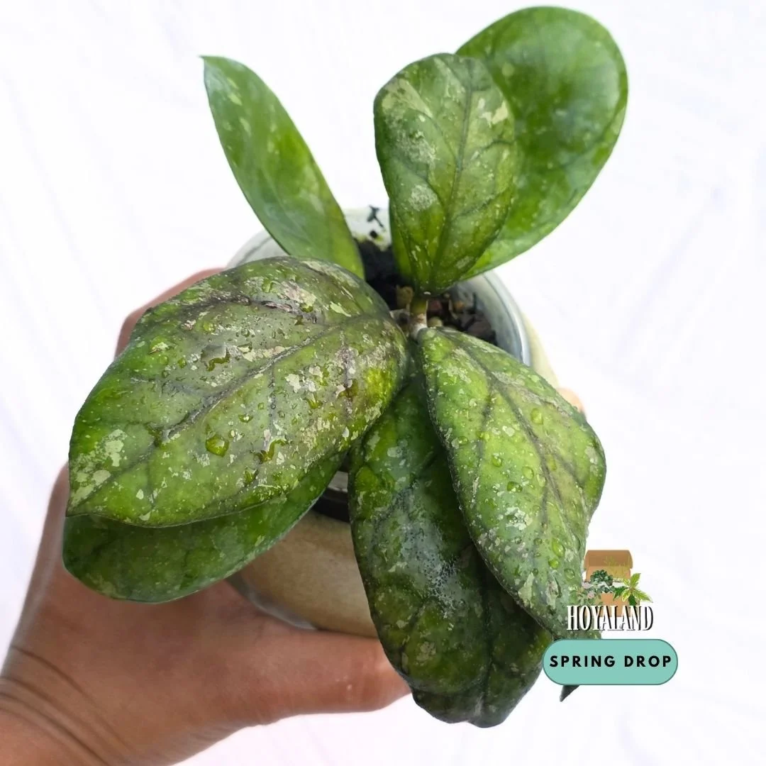 Established Hoya Larisa showing rounded leaf tips, deeply carved geometric lattice veins, and rich bronze-red sunstressing