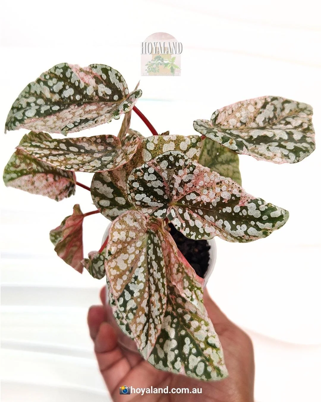 begonia snow capped variegata (4).jpg