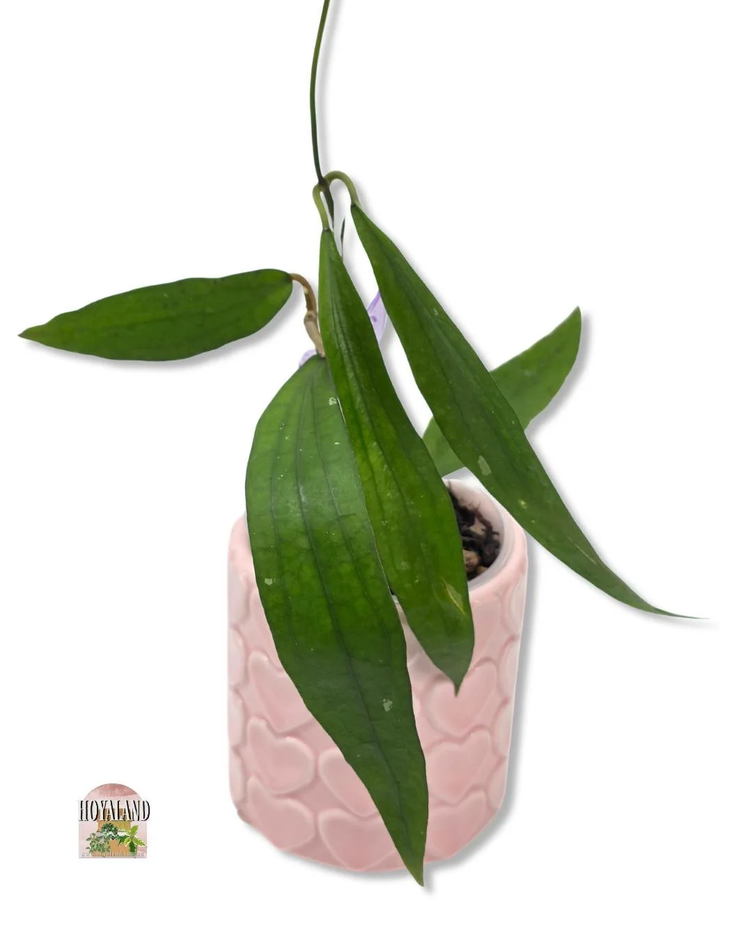 Hoya rindu rafflesia (4).jpg