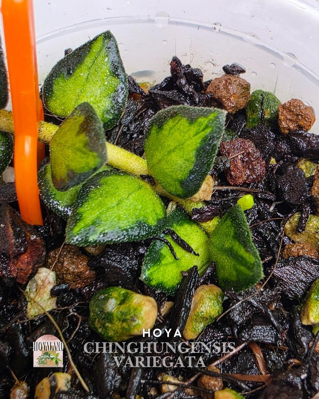 Hoya chinghungensis variegata (3).jpg