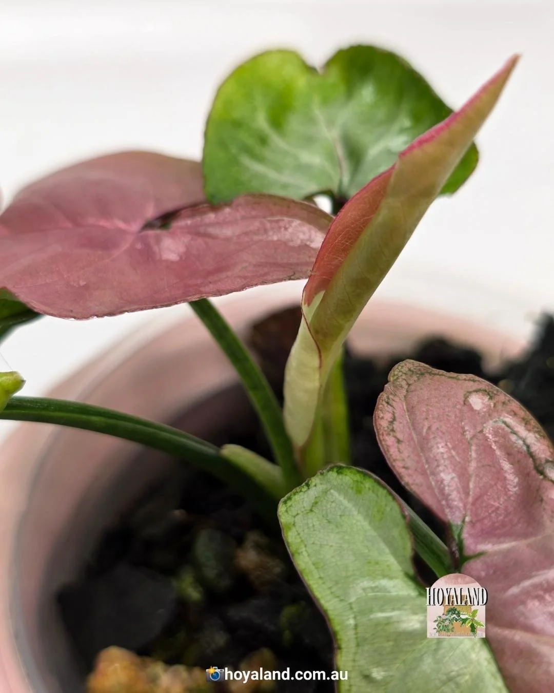 Syngonium raspberry (2).jpg