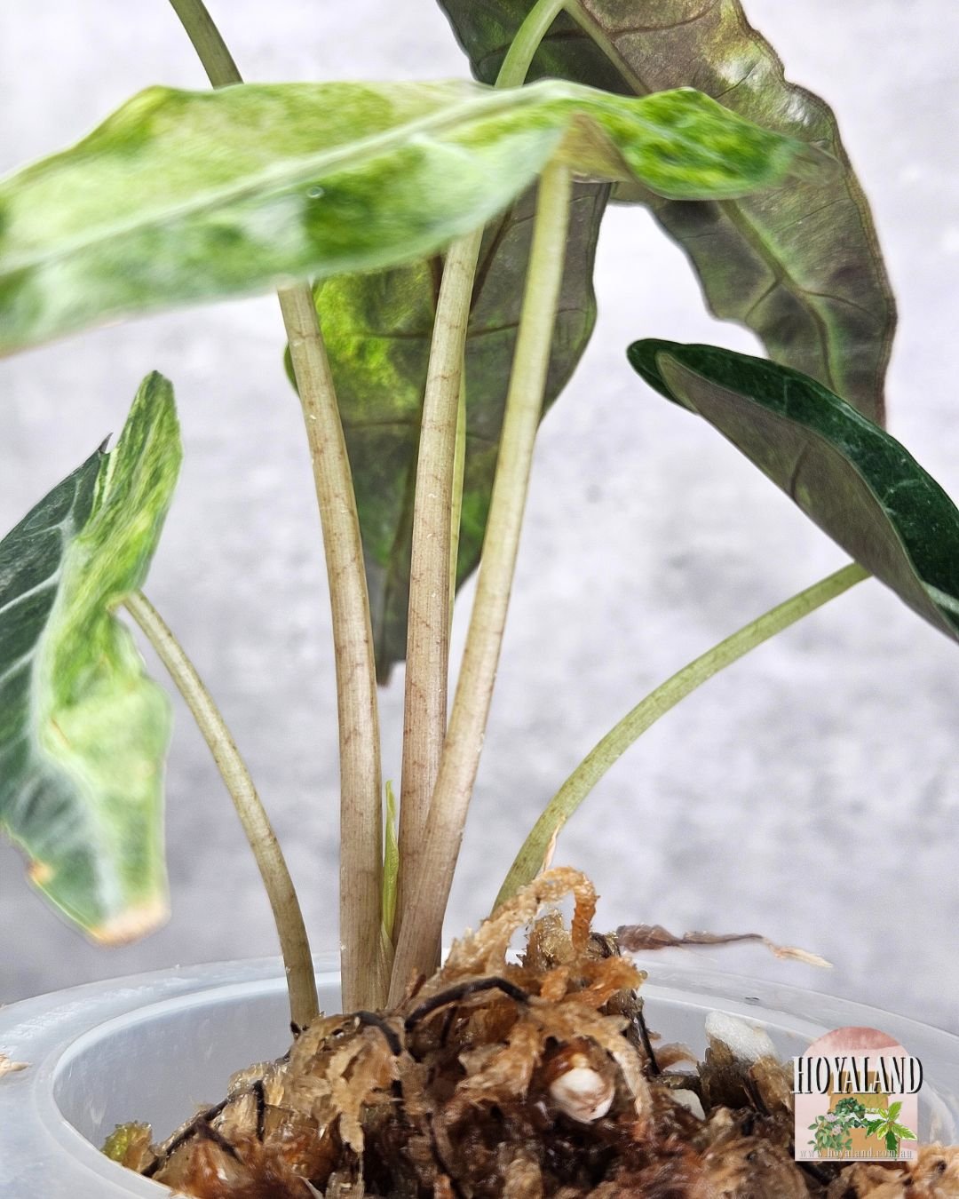 alocasia sanderiana bull aurea (3).jpg