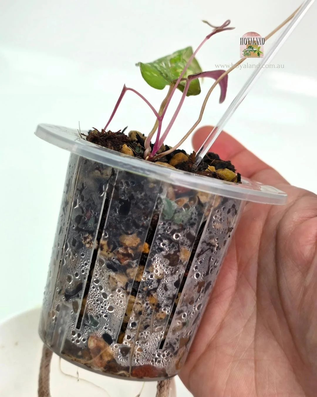 Dioscorea Pixel (4).jpg