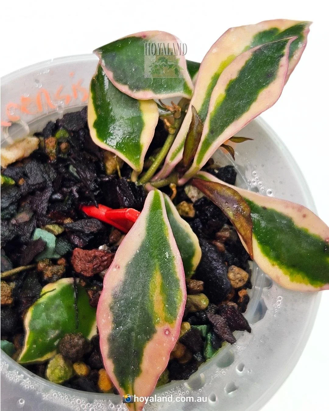 Hoya bakoensis albo (3).jpg