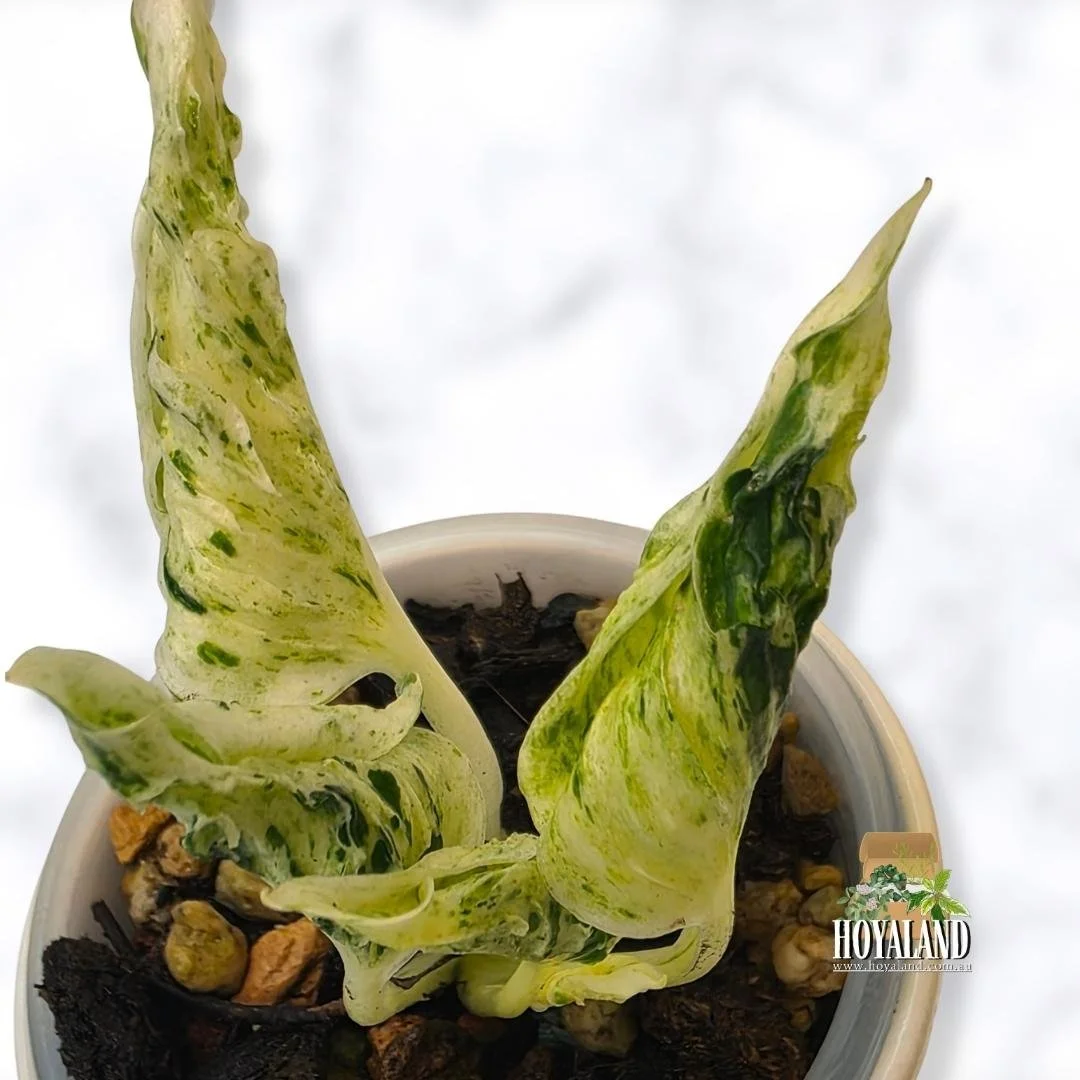 Epipremnum love song b.jpg