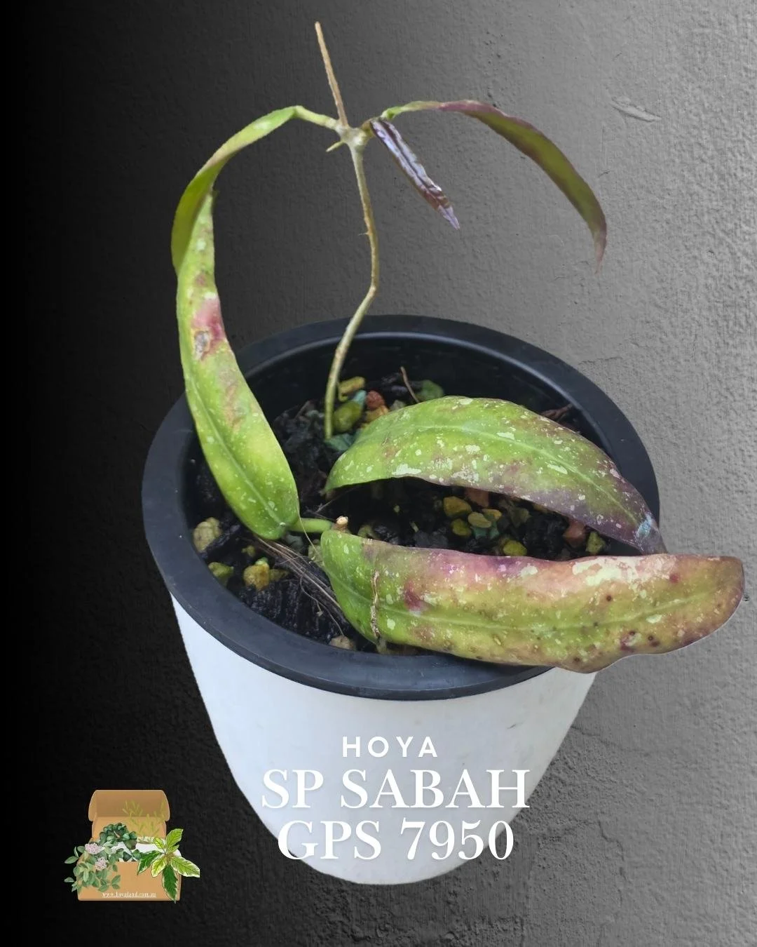 Hoya sp Sabah GPS 7950 (4).jpg