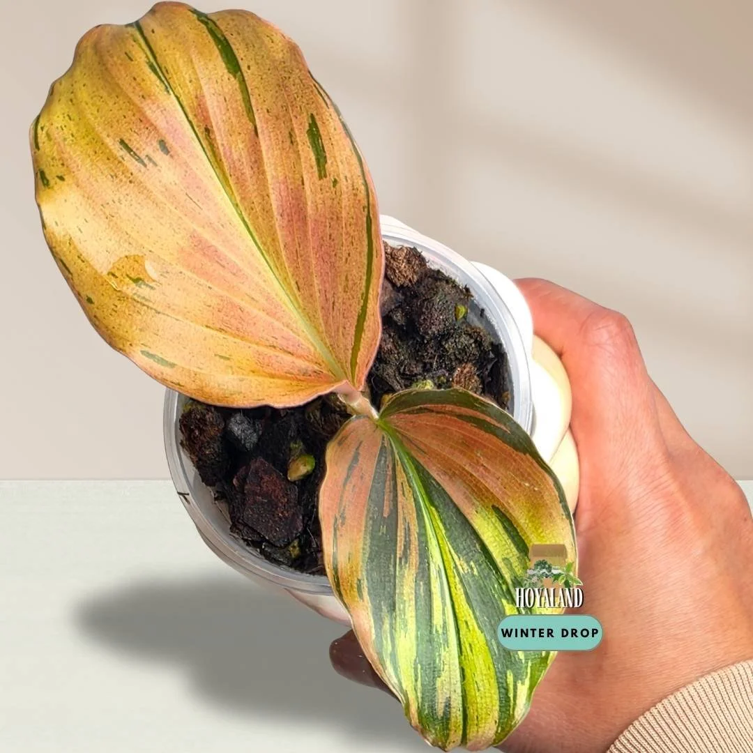 Established Kaempferia pulchra Variegata showing intricate green, orange, bronze, and pink variegated patterns