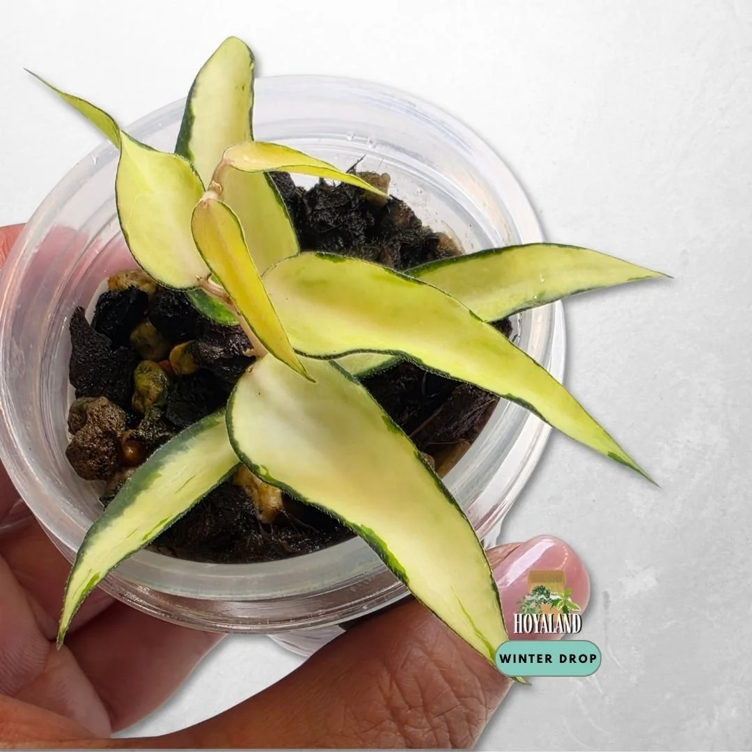 established Hoya burmanica Variegata with elongated teardrop lanceolate leaves and golden variegation