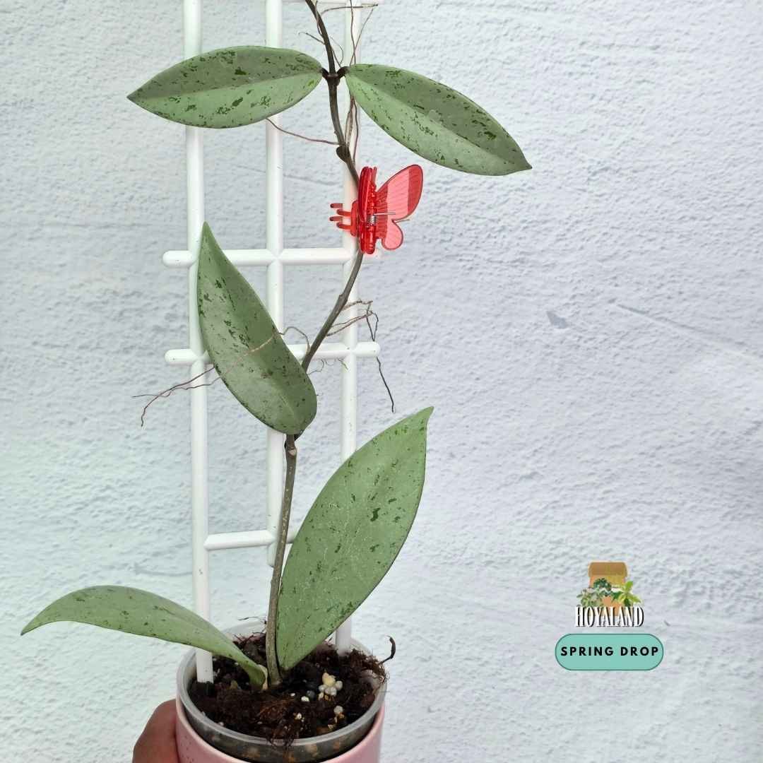 Established Hoya pubicalyx Pink Silver Ghost showing elongated lanceolate leaves blanketed in seamless chrome-silver overlay
