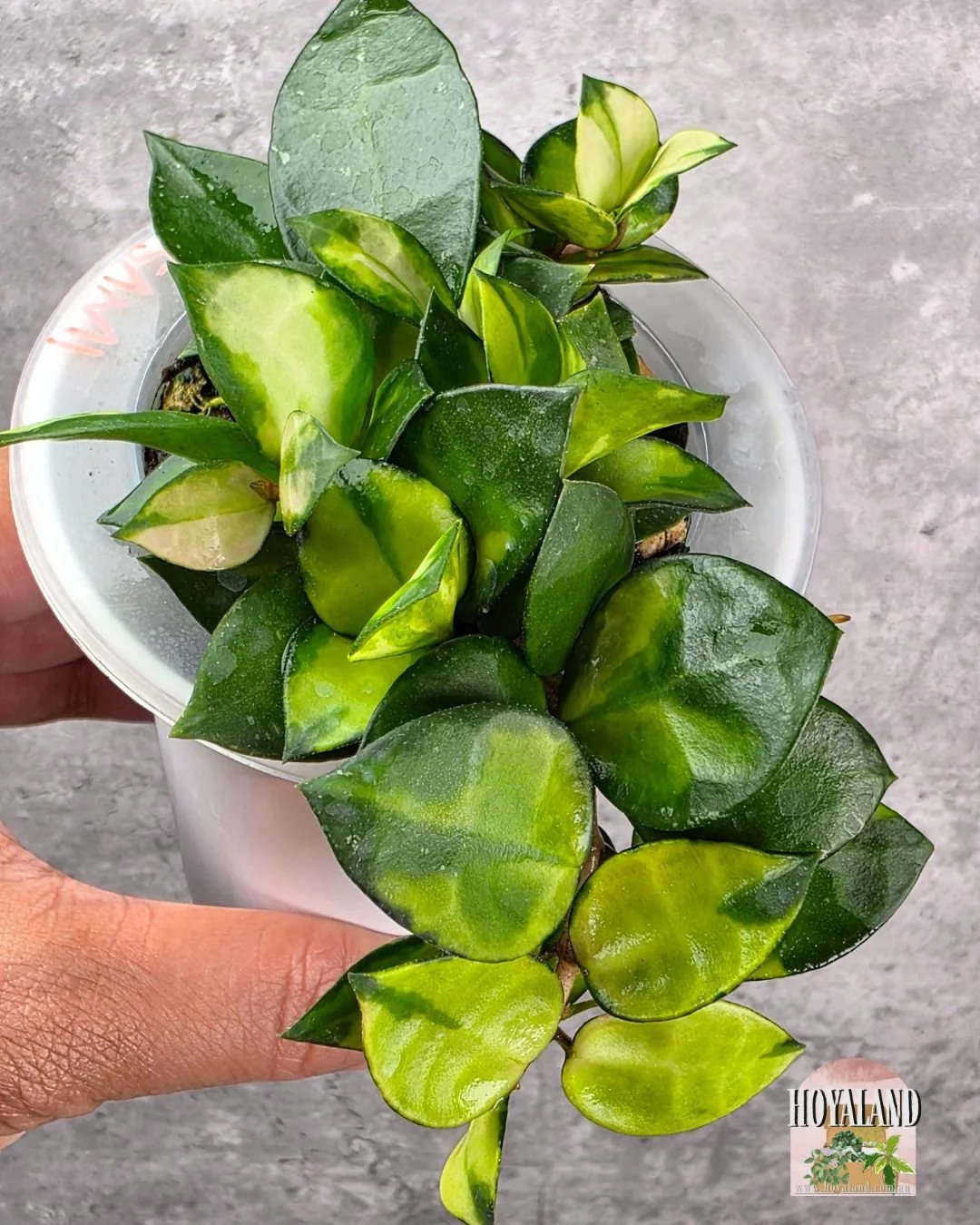 Hoya lacunosa asami reverse.jpg