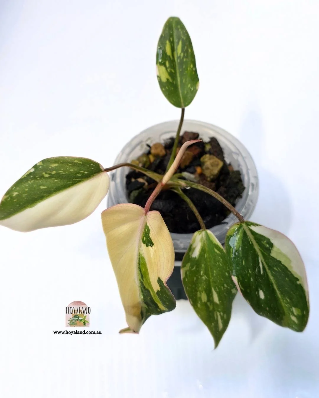 Philodendron gloriosum (4).jpg