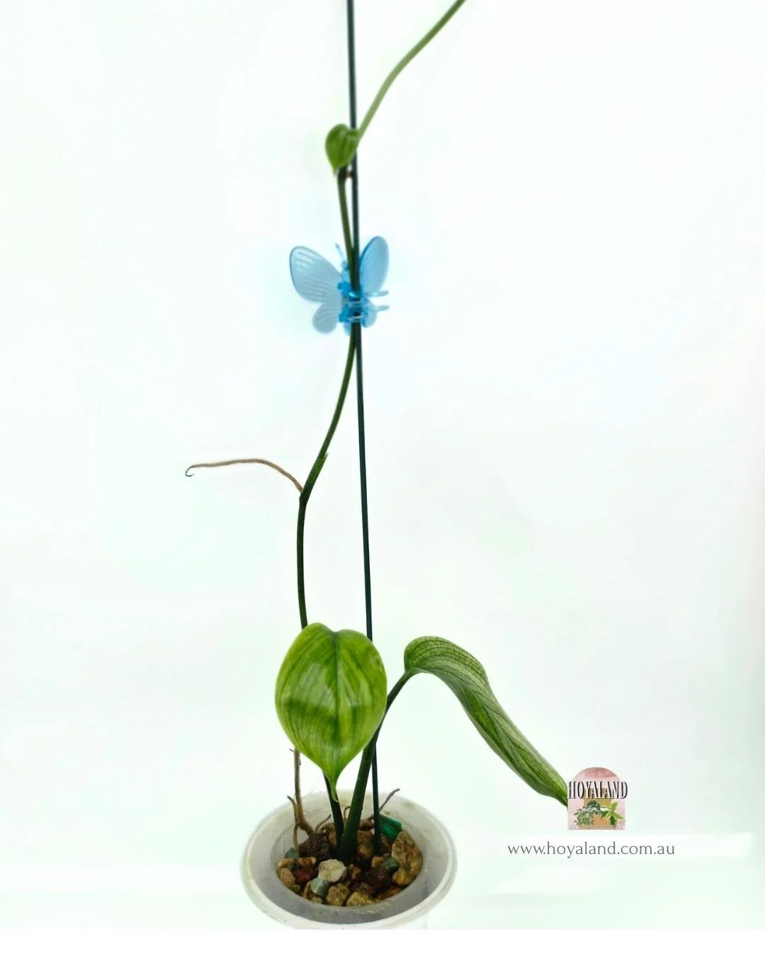 Scindapsus white monster 2 (4).jpg